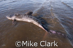 Basker on the Beach.
Waward wanderer washed up on Fisher... by Mike Clark 